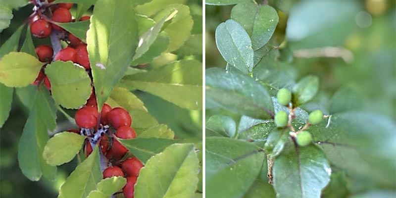 Left: Sparkleberry leaves, right: Chinese Privet Leaves