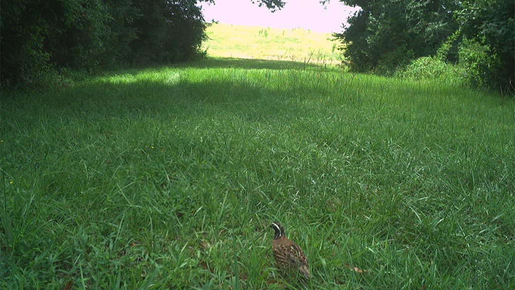 July 2025 Game Camera Update July 2025 Game Camera Update