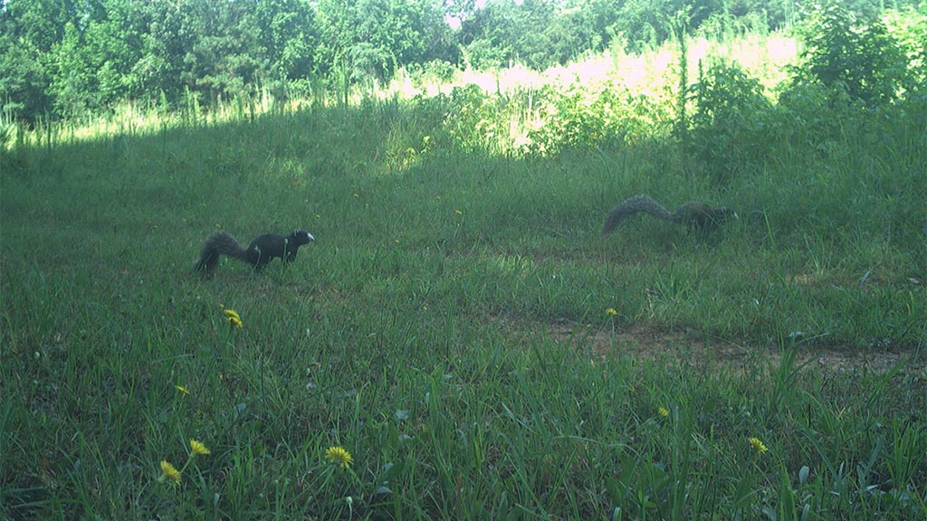 July 2025 Game Camera Update July 2025 Game Camera Update