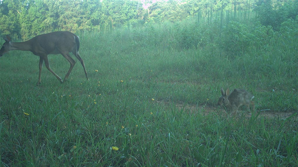 July 2025 Game Camera Update July 2025 Game Camera Update`