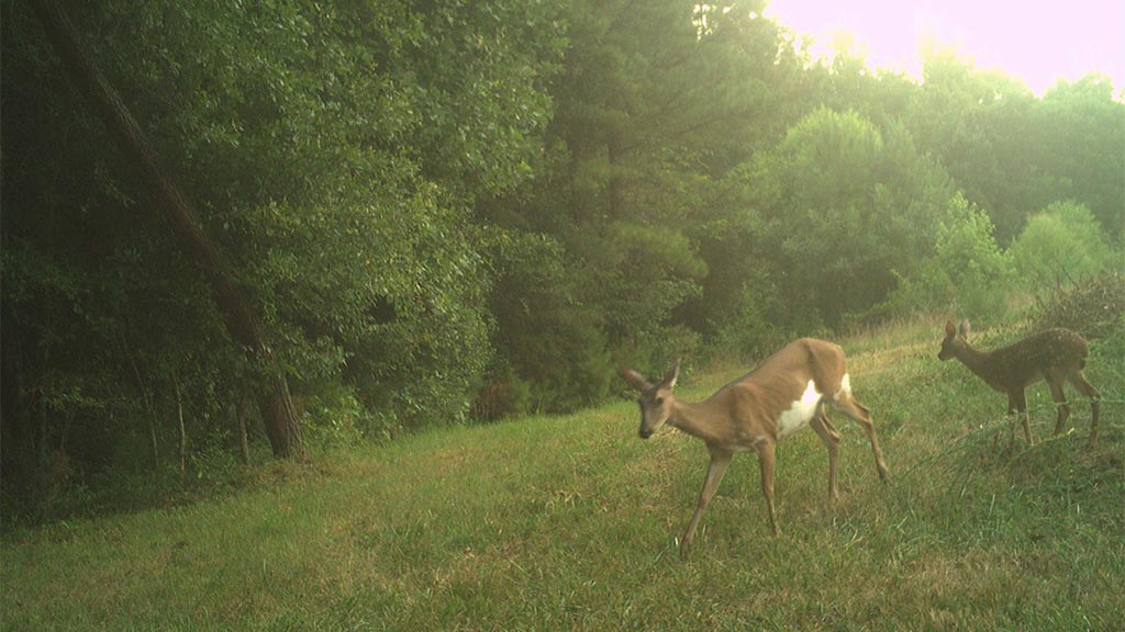 July 2025 Game Camera Update July 2025 Game Camera Update