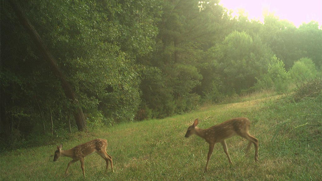 July 2025 Game Camera Update July 2025 Game Camera Update
