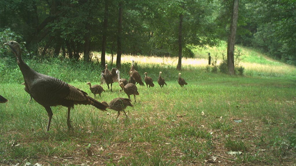 July 2025 Game Camera Update July 2025 Game Camera Update