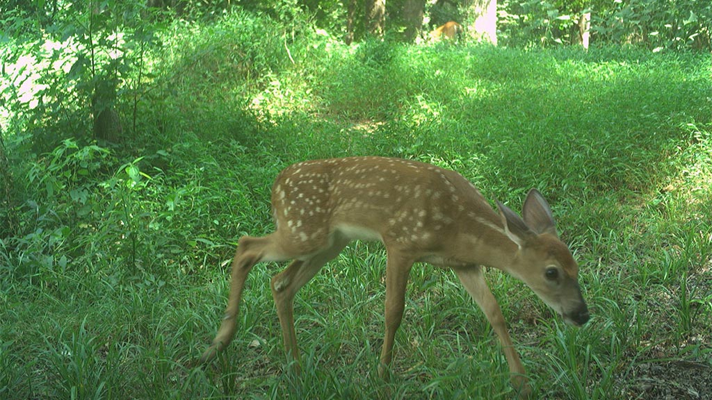 July 2025 Game Camera Update