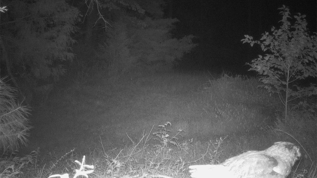 July 2025 Game Camera Update July 2025 Game Camera Update