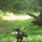 July 2025 Game Camera Update
