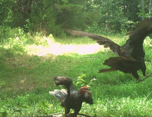 July 2025 – Game Camera Study