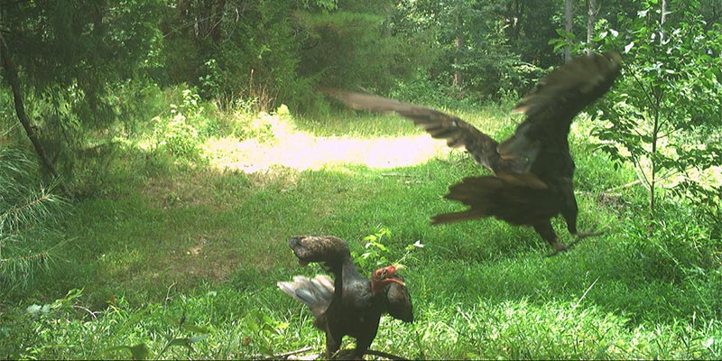 July 2025 Game Camera Update