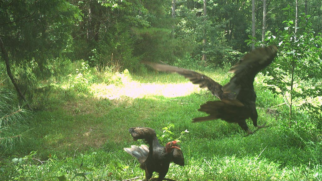 July 2025 Game Camera Update July 2025 Game Camera Update