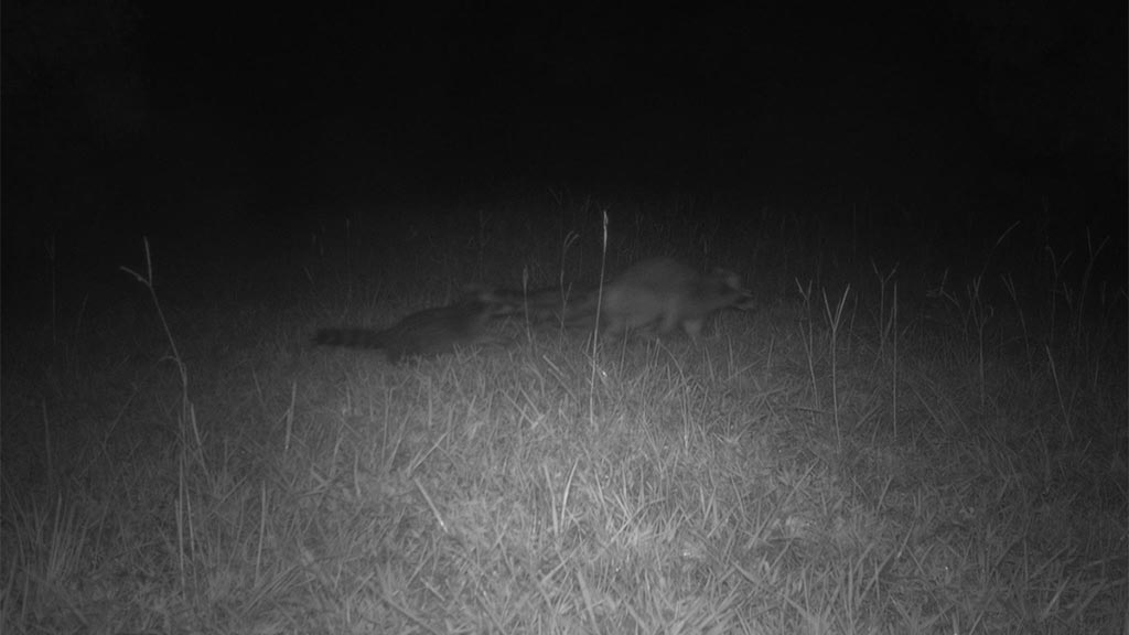 July 2025 Game Camera Update July 2025 Game Camera Update