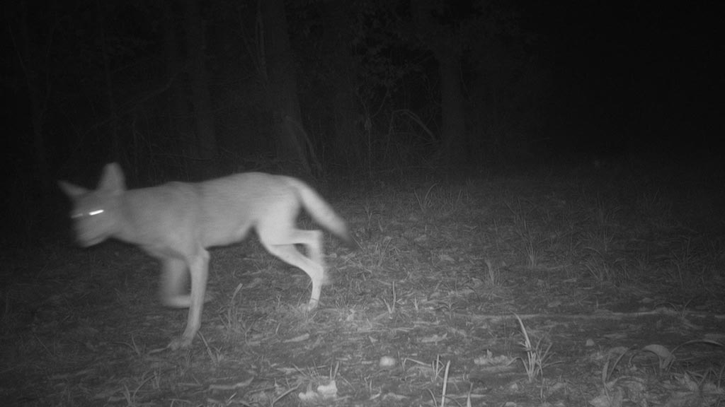 August 2025 Game Camera Update August 2025 Game Camera Update