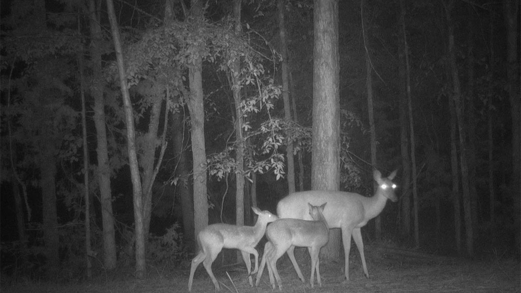 August 2025 Game Camera Update August 2025 Game Camera Update