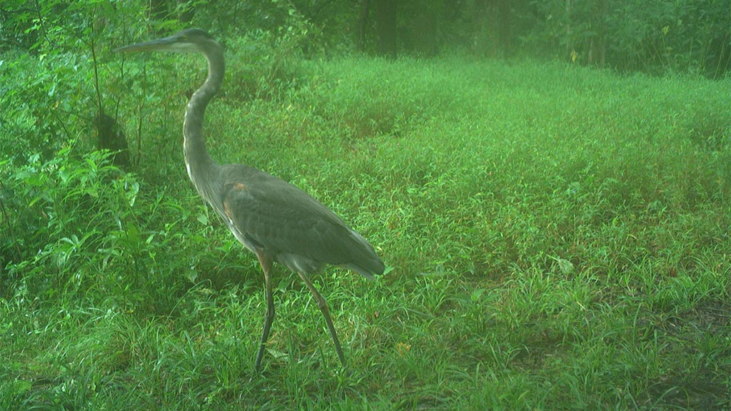 August 2025 Game Camera Update August 2025 Game Camera Update