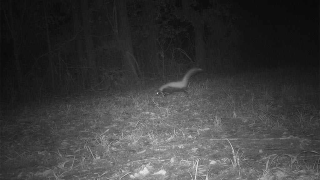 August 2025 Game Camera Update August 2025 Game Camera Update