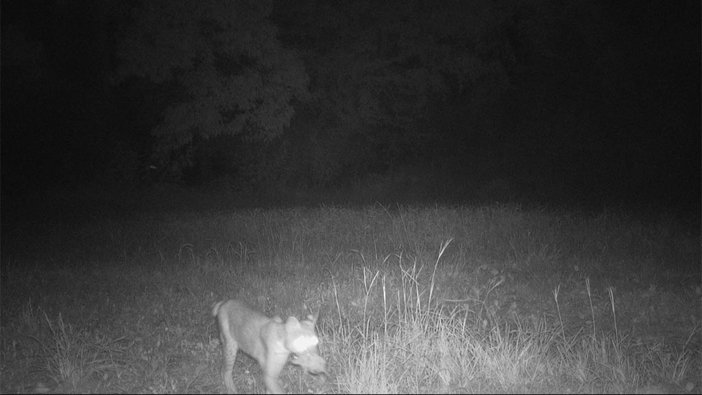 August 2025 Game Camera Update August 2025 Game Camera Update