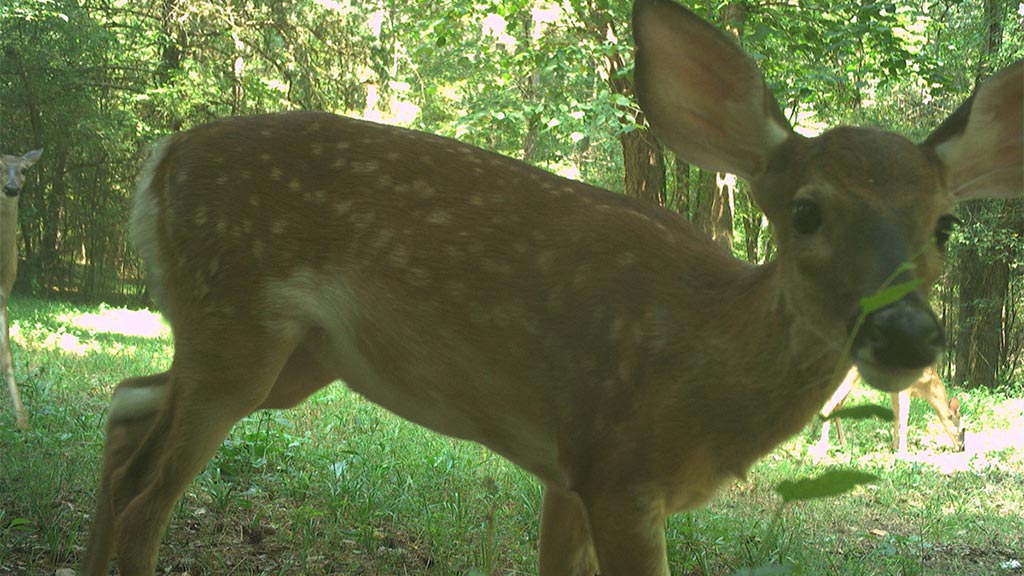 August 2025 Game Camera Update August 2025 Game Camera Update
