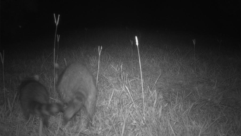 August 2025 Game Camera Update August 2025 Game Camera Update