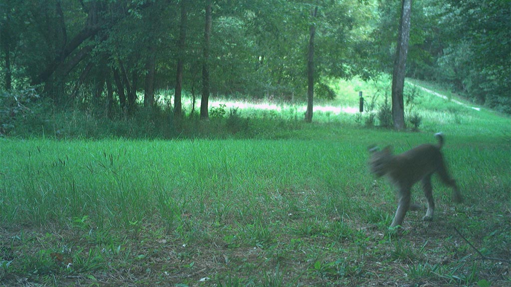 August 2025 Game Camera Update August 2025 Game Camera Update