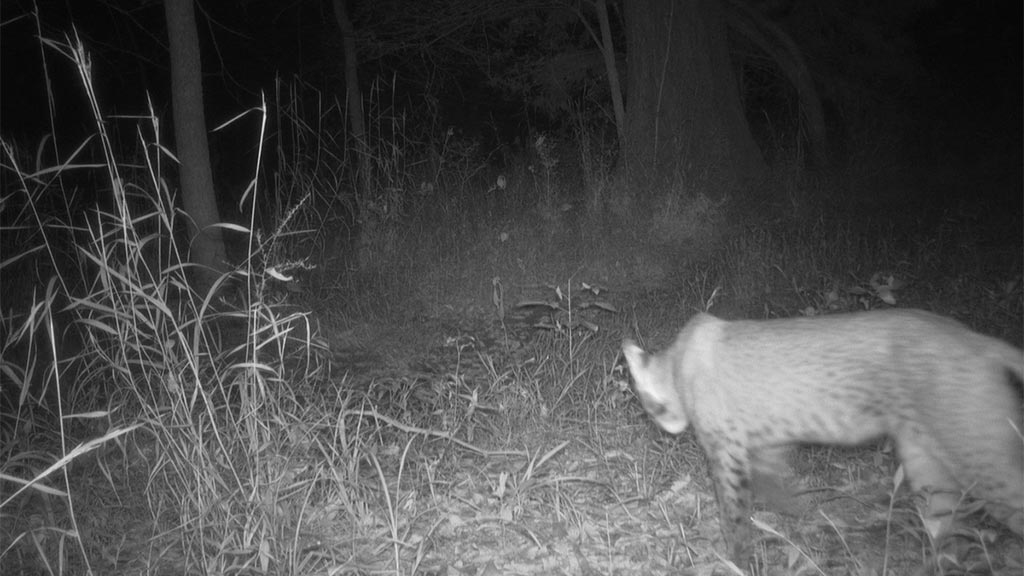 August 2025 Game Camera Update August 2025 Game Camera Update