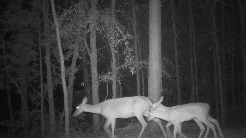 July 2025 Game Camera Update July 2025 Game Camera Update