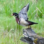 Wood Duck Banding