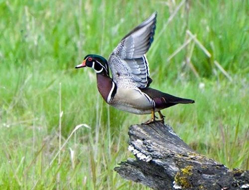 Wood Duck Banding