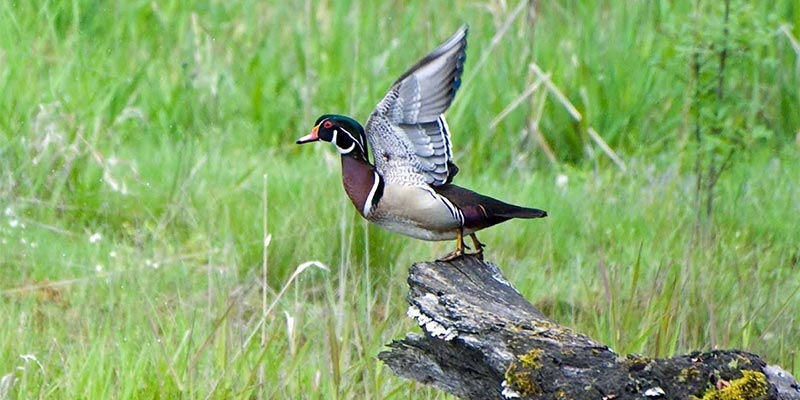 Wood Duck Banding