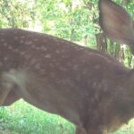 August 2025 Game Camera Update