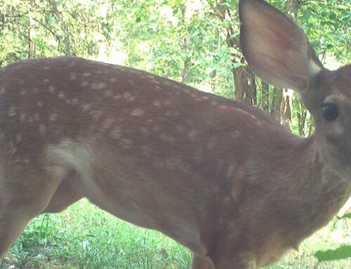 August 2025 Game Camera Update