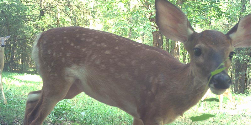 August 2025 Game Camera Update