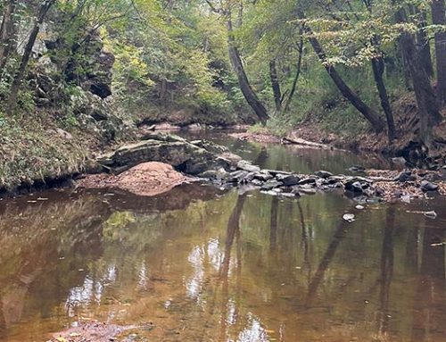 From Creek to Culture Dish: Tracking Bacteria in Thompson Creek