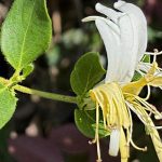 Japanese Honeysuckles’ Battle for the Top Spot