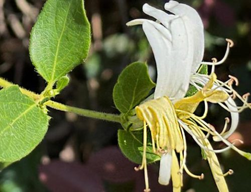 Japanese Honeysuckles’ Battle for the Top Spot