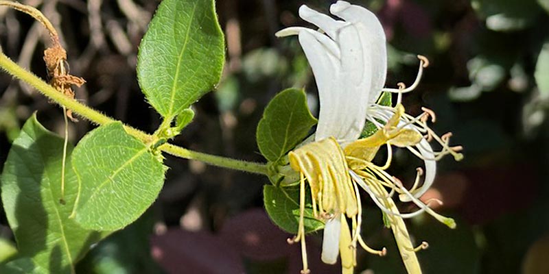 Japanese Honeysuckles’ Battle for the Top Spot