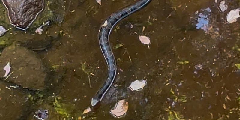 Northern Cottonmouth (Agkistrodon piscivorus)