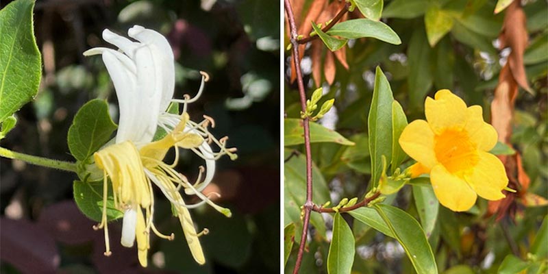 The Japanese Honeysuckle and the Yellow Jessamine