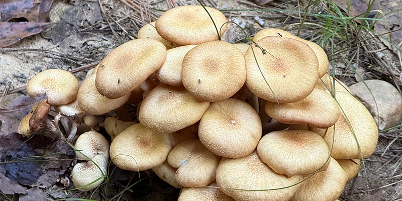 Ringed Honey Mushrooms (Desarmillaria caespitosa)