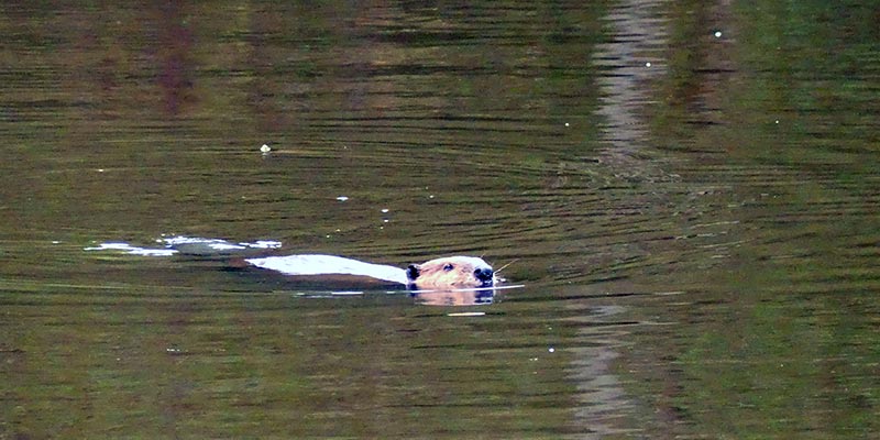 Northern Beaver (Castor canadensis)