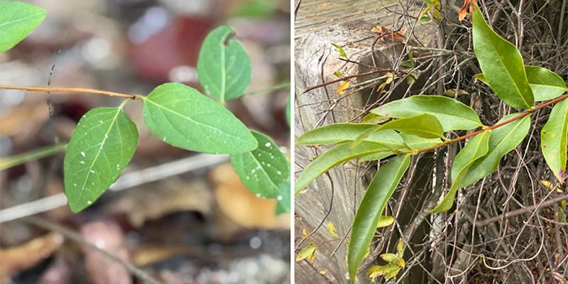 Honeysuckle Leaves / Yellow Jessamine Leaves