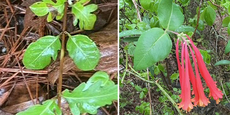 Japanese Honeysuckle w/ lobed leaves / Coral Honeysuckle