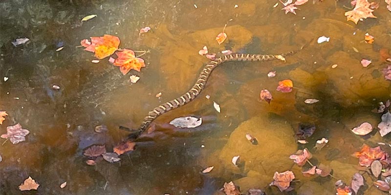 Banded Water snake (Nerodia fasciata)