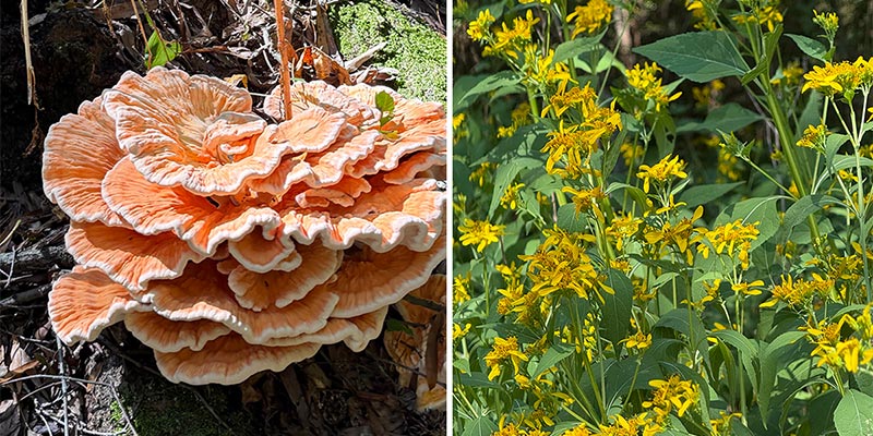 Crownbeard (Verbesina occidentalis) and Chicken of the Woods (Laetiporus sulphureus) 