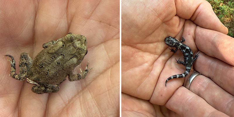 American Toad (Anaxyrus americanus) and Marbled Salamander (Ambystoma opacum)