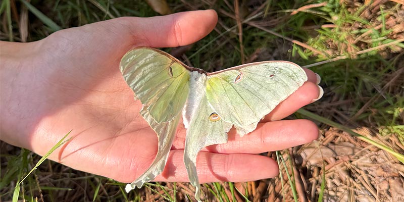 Luna Moth (Actias luna)