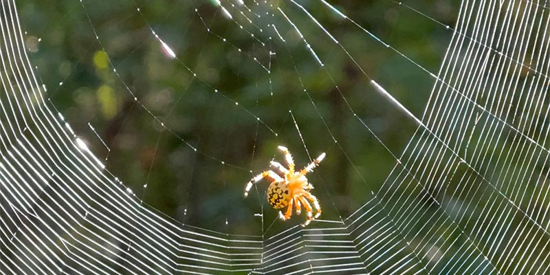 Marbled Orbweaver (Araneus marmoreus)