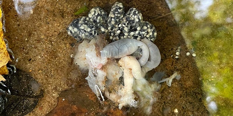Frog egg sac with female’s ovaries still attached.