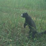 September Game Camera Update