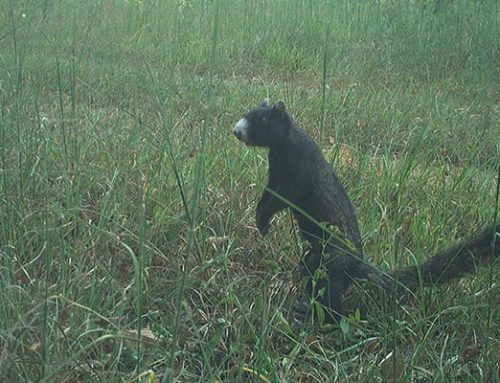 September 2025 Game Camera Study