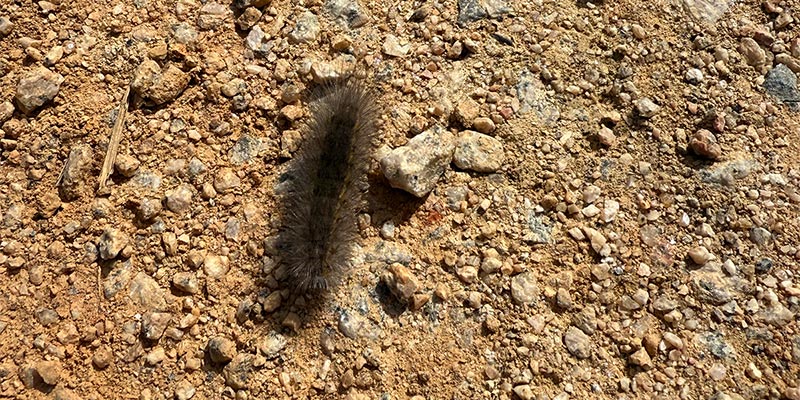Caterpillar