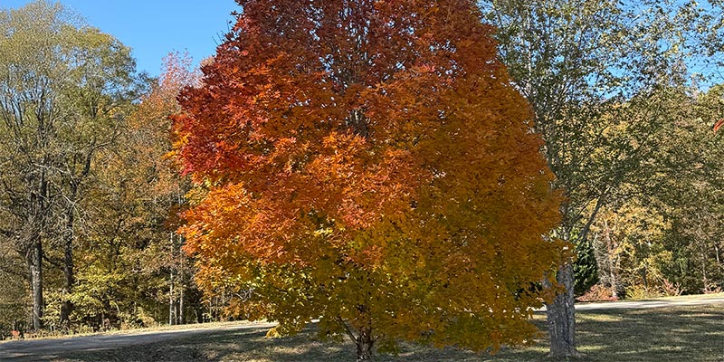 Beautiful Autumn Foliage